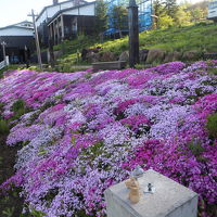 庭に芝桜