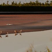 早朝は海鳥の楽園　海鳥の糞をプールに洗い流す係員　孫の撮影で注意される私　二度と行かない大磯ロングビーチ