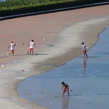 海鳥の糞はプールへ