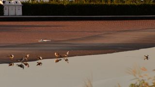 早朝は海鳥の楽園　海鳥の糞をプールに洗い流す係員　孫の撮影で注意される私　二度と行かない大磯ロングビーチ