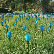 夏にはガラスの花が咲きます