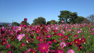 一面に広がるコスモス畑。
