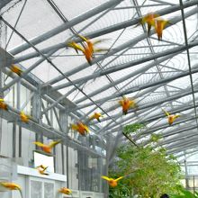 コガネメキシコインコ