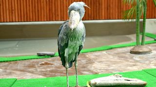 鳥と触れ合える花鳥園