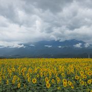 雨でも綺麗