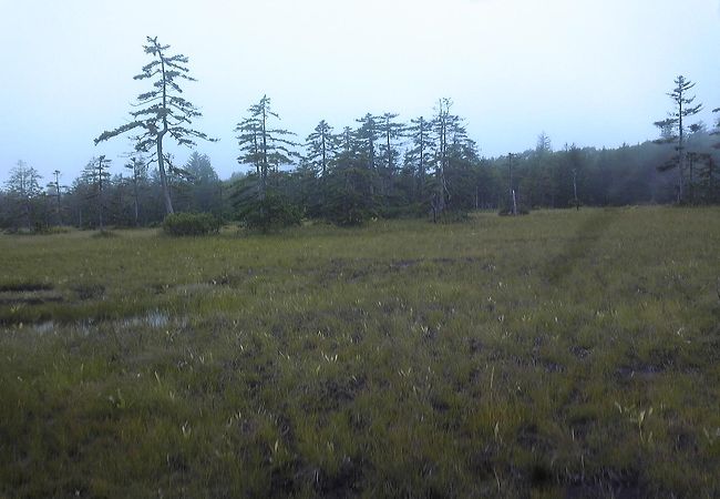 徒歩30分弱でたどりつく高層湿原