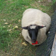 羊さんとても可愛いです。