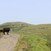 小さい島で、見所をサクッと見て回れます