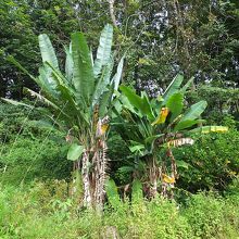 草が生え放題な場所もありました。