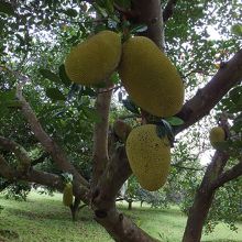 ジャックフルーツの木