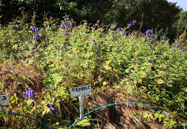 東館山高山植物園 クチコミ アクセス 営業時間 湯田中渋温泉郷 志賀高原 フォートラベル