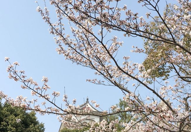 21年中止 明石公園さくらまつり クチコミ アクセス 営業時間 明石 フォートラベル