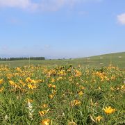 道を挟んで、ニッコウキスゲの群落があります