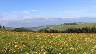 ニッコウキスゲがすばらしかったけど、電気柵とロープですぐ近くまでは近寄れない。
