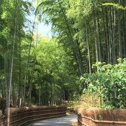 たけのこが生産される生きた竹の道