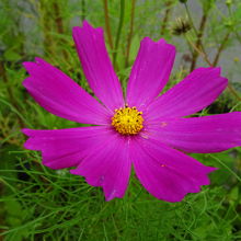 コスモスが咲いていました