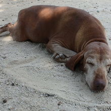 ダレ犬。お腹をさすってやると喜ぶ。