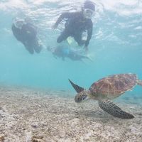 目の前のビーチではカメさんと普通に出会えます