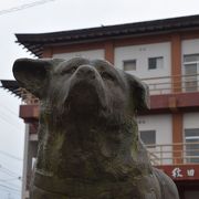 秋田犬が５頭いました