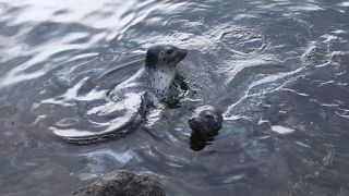 アザラシが飼育されています