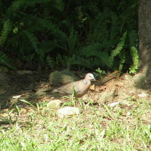 景福宮の傍で見たカノコバト