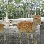 鹿がかわいい