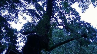 糸桜が有名です。