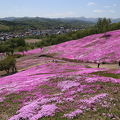 滝上公園満開の芝桜を楽しむ