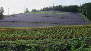 すいていて、綺麗