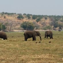 象の群れ