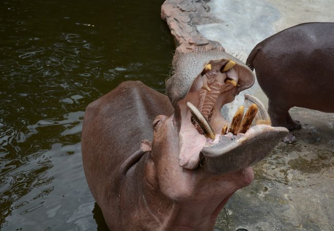 餌やりが充実！カバ、キリン、象