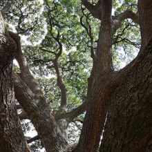 この木なんの木