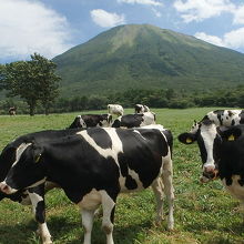 大山と牛たち。この方角からの大山は富士山そっくり