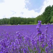 夏も終わり～8月下旬