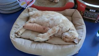 かわいい猫がいました。