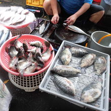 そりゃもう新鮮！