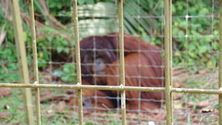 オラウータンが間近で