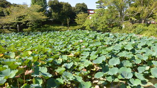 ハスで覆われていました。