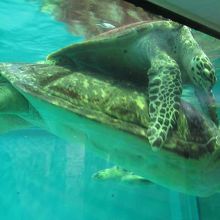 ウミガメ水槽