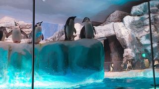 かわいいペンギンたち。