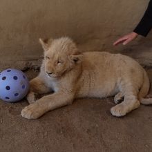 けっこう大きい