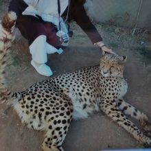 チーターとのふれあい８５ランド