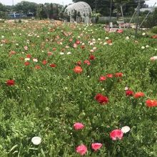 いろんなお花がありました。