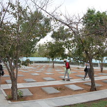 墓地内に植えられているウズベキスタンの桜