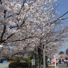 諏訪の桜トンネル