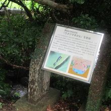 ウフガーの説明