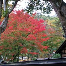 家の横のモミジ