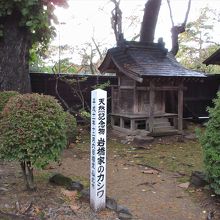 カシワの木もあります