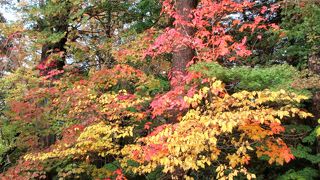 内町の両側の通りには黒板塀が連なり、武家屋敷と庭の木の紅葉が見られました。
