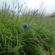 のんびりと夏の花を楽しみました